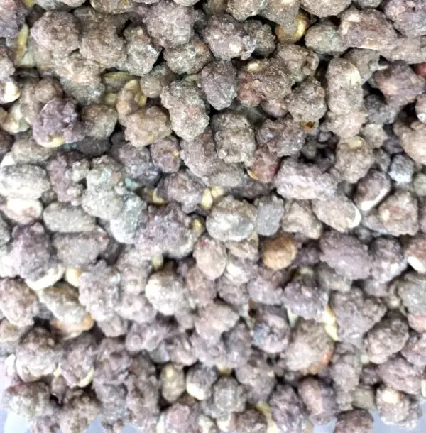 Maní confitado sabor chocolate