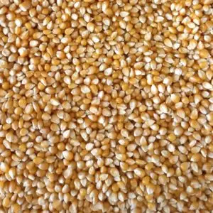 Maiz curagua ó pop corn(palomitas)